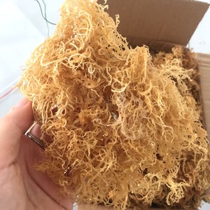 Exportation d'algues Cottonii biologiques Algues de mer crues saines jaune et violet du Vietnam 100% - Product Image 5