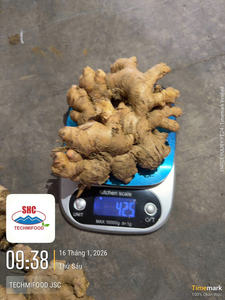 Jengibre Fresco de Vietnam, Raíz Especiada de Alta Calidad, Exportador Confiable, Venta al por Mayor a Granel - Product Image 2