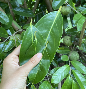 Dried Soursop Leaves Bulk Loose Leaf Organic Non Sugar 100% Black <b>Tea</b> in Plastic Bag for Dry Storage - Product Image 2