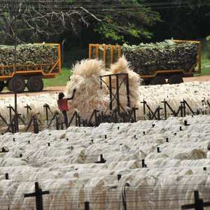 Fibra de Sisal 100% Natural de Alta Calidad, Grado UG, Ecológica, Ignífuga, Productos Industriales Crudos - Product Image 3