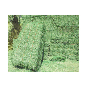 Prix d'usine pour le foin d'alfalfa disponible pour les grossistes en aliments pour animaux et les entreprises agricoles - Product Image 6