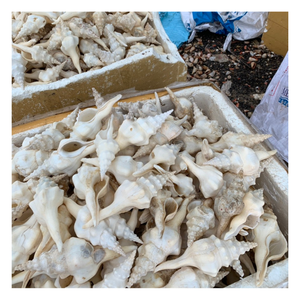 เปลือกหอยและเปลือกหอยทากสำหรับงานประดิษฐ์ DIY ตกแต่งบ้านและจัดแสดงงานศิลปะ พร้อมบริการจัดหาสินค้าจำนวนมาก - Product Image 1