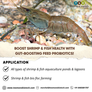 Suplemento Probiótico para Camarones que Favorece la Asimilación de Nutrientes - Product Image 4