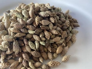 Fruit de Cocklebur séché en vrac pour fabricants – Cocklebur entier séché en vrac ANGLE - Product Image 2