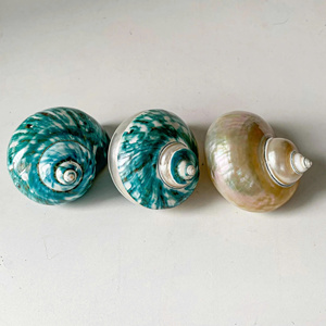 Concha marina Turbo Silver Mouth de origen vietnamita, belleza natural para diseño de interiores costeros y regalos. - Product Image 2