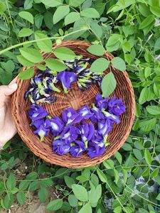 Natural blue dried butterfly pea flowers ingredient for beverage manufacturers <b>tea</b> production bulk vietnam supply direct source - Product Image 3