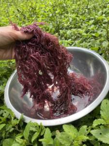 GOLDEN and PURPLE SEA <b>MOSS</b> SEAWEED / BEST QUALITY in VIETNAM / Ms.Jessi - Product Image 4