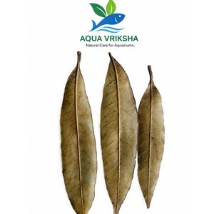 ใบมะม่วงแห้งธรรมชาติ AQUA VRIKSHA สำหรับตู้ปลา ตู้ปลากัด ตู้กุ้ง และการจัดตู้ปลา |   ต่ำกว่า 10 ซม. | แพ็ค 30 ชิ้น - Product Image 4