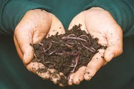 Engrais organique VERMICOMPOST, produit de première qualité, engrais organique vermicomposté pour plantes, vermicompost de haute qualité - Product Image 3