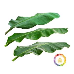 Hojas de Plátano Congeladas de Origen Vietnamita, Estándar de Exportación, Suministro al por Mayor para el Mercado Internacional - Product Image 1