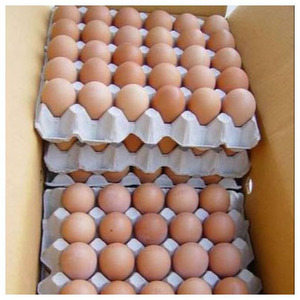 ไข่ไก่สดคุณภาพดีสีน้ำตาล ราคาถูก ไข่ไก่สดจำนวนมาก ไข่ไก่สีน้ำตาล - Product Image 4
