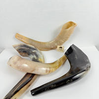 Shofar en corne de mouton poli naturel fait main, objet d'art et instrument de musique de collection |   Matériaux organiques de haute qualité mondiaux