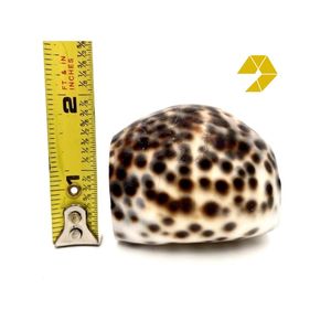 Anneaux de serviette créatifs en coquillages naturels, porte-serviettes en coquille de conque pour mariage, banquet, décoration de la maison, coquille de conque à pois marron - Product Image 5