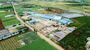 Granos de Café Verde Arábica 100% Vietnamita, Sin Tostar, Naturales, Lavados, OEM, ODM, Suministro al por Mayor, Exportación Directa de Granja - Product Image 6