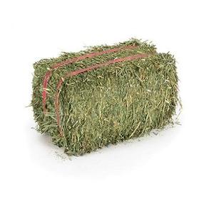 หญ้าอัลฟัลฟ่าสีเขียวเกรดพรีเมียมแบบมัดขาย - Product Image 4
