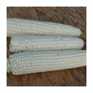 Maïs Blanc Abordable pour la Vente au Détail, les Achats en Gros et la Production Alimentaire - Product Image 4