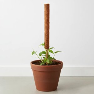 เสาโทเท็มรองรับพืชมะพร้าว,เสาตะไคร่น้ำสำหรับพืช - Product Image 6