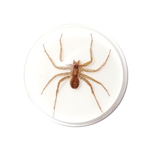 Araña Fantasma, Espécimen Real, Cabujón de Plástico Redondo de 38.5x38.5 mm, Base Plana Blanca para Manualidades y Joyería - Product Image 5