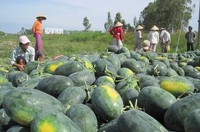 Beste prijs Vietnam verse watermeloen 2-3kg heel fruit groothandel export leverancier - Mevr. Tarina