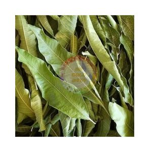 Hojas de Mango Secas de Primera Calidad, Bolsa a Granel, Té de Hojas Sueltas, Proveedor de Vietnam, 100% Origen Vietnamita, Empaque Personalizado, Venta al Por Mayor - Product Image 6