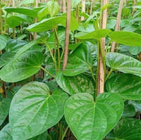 Hoogwaardige verse betelbladeren, natuurlijke paanbladeren, groothandel leverancier Bangladesh, bulk levering export wereldmarkt paanbladeren agro