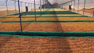 เมล็ดกาแฟอาราบิก้าดิบ ไม่ผ่านการคั่ว คุณภาพพิเศษ S18 แบบฟูลวอช 200 กก. MOQ โซนลา เวียดนาม บรรจุภัณฑ์แบบขายส่ง DHPONE กาแฟ 98% คุณภาพสูง - Product Image 4