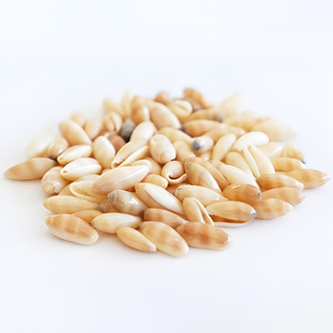 Conchas de arroz pequeñas, conchas marinas pequeñas para hacer joyería, venta al por mayor de cuentas de conchas marinas al precio más bajo. - Product Image 3