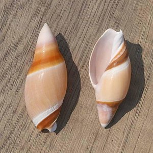 Coquillages en gros pour décoration d'aquarium, prix compétitif, coquillages marins bruts, coquillages naturels - Product Image 2