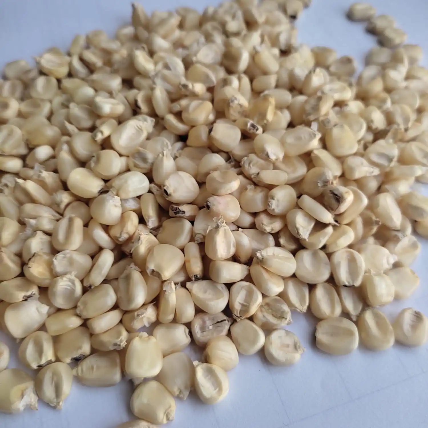 Low Price Guaranteed High Quality Hybrid No. 1 White Maize Grains For Bird Feed And Animal Feed From India