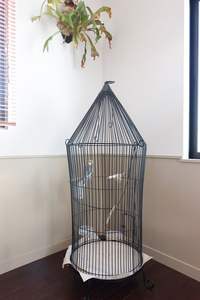 Décoration d'intérieur : Cage à oiseaux pour perruches, pinsons, agapornis, support pour os de seiche, seiche - Product Image 6