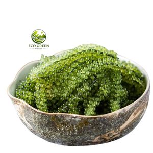 Umidoto (Uva de Mar) Seca al por Mayor, Caviar Verde, Bocadillo Crujiente de Algas Marinas, Calidad de Exportación de Vietnam, Precio Competitivo - Product Image 6