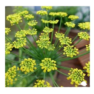 Extracto de foenivum vulgars, extracto de semilla de hinojo en polvo para los mejores beneficios para la salud, calidad prémium, precio al por mayor - Product Image 1