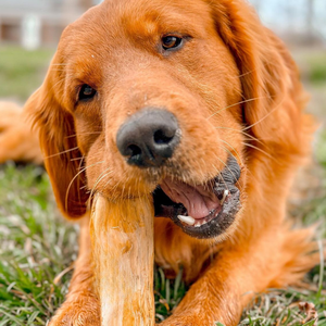 Palo Masticable Ecológico para Perros Hecho de Madera de Café, Duradero y No Tóxico, Promueve la Limpieza Dental - Product Image 3