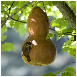 Meilleures ventes : Gourde sculptée – Ornement naturel écologique pour la décoration intérieure et les souvenirs - Product Image 3