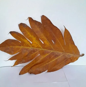 Feuilles de saké séchées en gros, fabricant de feuilles de saké séchées, feuilles de fruit à pain croustillantes séchées ANGLE - Product Image 2