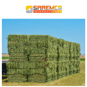 Balles de foin d'herbe de Rhodes Aliments pour animaux séchés du Pakistan Fourrage à haute teneur en fibres Balles doublement compressées enrichies en nutriments - Product Image 5