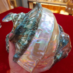 เปลือกหอยทากยักษ์สีเขียวพรีเมียม: หอยทากมาร์มาเรตัสขัดเงาด้วยมือ |   หอยสังข์ขนาดใหญ่สำหรับตกแต่งแบบมินิมอล - Product Image 1