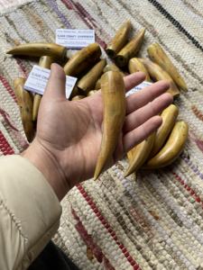 Cuerno de Búfalo Natural Ecológico, Pulido, con Punta Quemada, Rústico, para el Año Nuevo Chino, de Alta Calidad - Product Image 4