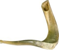 Ram Shofar Hébreu Trompette Coup de Corne Juif Casher Terre Sainte Israël par gm impex
