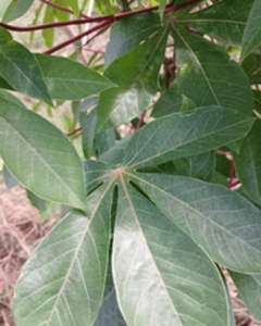 ใบมันสำปะหลังแช่แข็งคุณภาพสูง – พร้อมจัดส่งทั่วโลก - Product Image 5