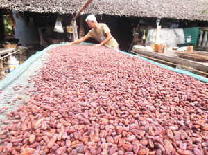 Cocoa <b>Beans</b> Vietnam Factory Premium Quality Fermented Dried Cocoa <b>Beans</b> Bulk Supply for Chocolate Making and Export - Product Image 3