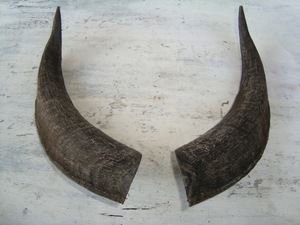 Goat Horn Pairs Natural Finished Eco-Friendly Rustic Halloween New High Quality for Decoration & Craft - Product Image 4