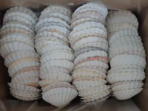 100% COQUILLAGE NATUREL DU VIETNAM/EXPORTATION EN VRAC COQUILLE DE PÊTAL/COQUILLE POUR LA DÉCORATION DE LA MAISON/Mme Lima + 84 346565938 - Product Image 6