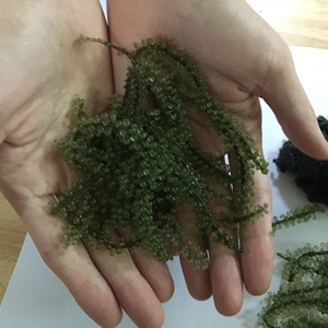 Raisins de mer Lato/Latok/Algues marines du Vietnam pour l'exportation au meilleur prix/ Mme Lucinda - Product Image 1
