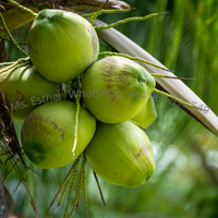 Coco joven fresco de Vietnam - Coco verde dulce natural - Calidad de exportación premium // Mr. Tom