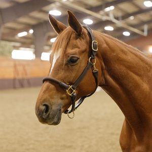 Bridon et harnais anatomiques en cuir véritable pour cheval, réglables et embossés, équipement équestre - Product Image 5