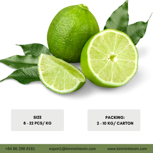 Citron vert frais sans pépins du Vietnam - Approvisionnement en gros pour importateurs et distributeurs - Product Image 3