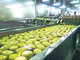 ลดราคาสุดพิเศษ 2026 - สับปะรดแช่แข็งเกรดพรีเมียมสำหรับส่งออก - Product Image 3