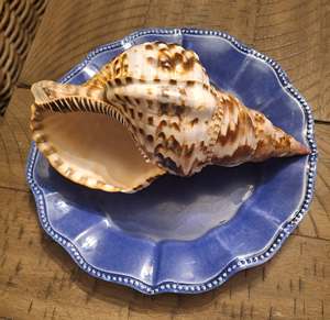Coquilles de trompette de triton du Pacifique naturelles, nettoyées à la main, de haute qualité, en gros, pour la décoration de bars et spas – Fournisseur en gros - Product Image 6