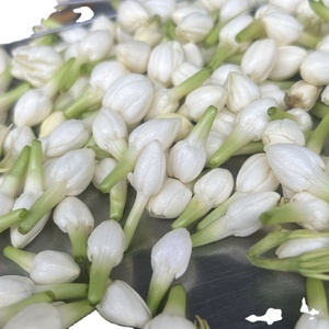 Vente chaude 2025 FLEURS DE JASMINE FRAÎCHES et parfumées Boutons entiers Vapeur Couleur blanche naturelle Thé aux herbes Extraction Vente en gros Exportation - Product Image 1